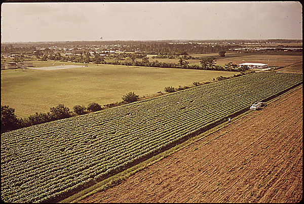 vegetable farm