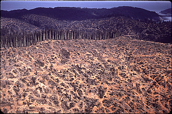 Clear Cutting