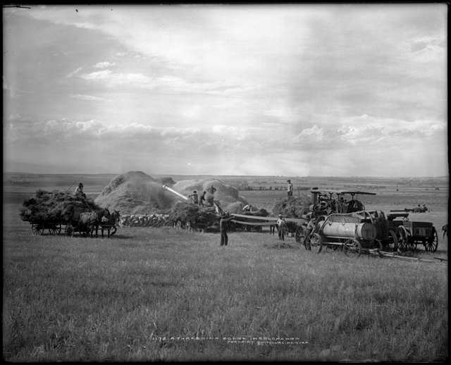 threshing